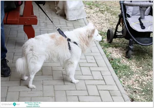 Képek: Útirány Fellépő: Az Ötök