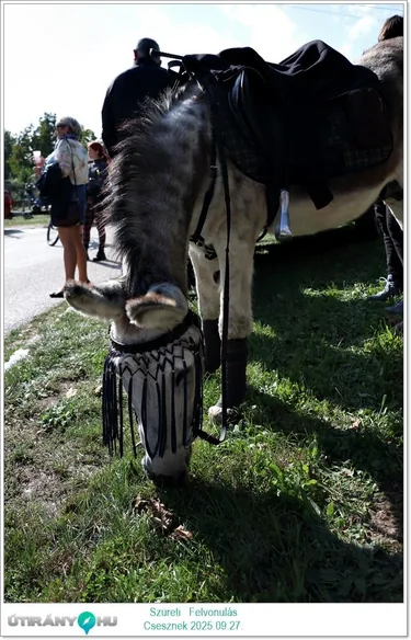 Szüreti Felvonulás és Bál
